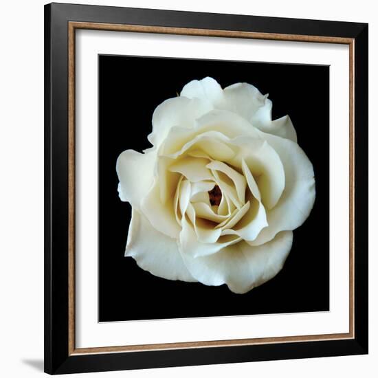 White Rose II-Jim Christensen-Framed Photographic Print