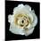 White Rose II-Jim Christensen-Mounted Photographic Print