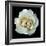 White Rose II-Jim Christensen-Framed Photographic Print