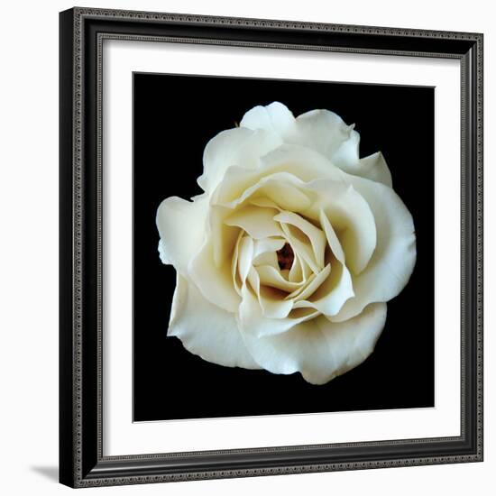 White Rose II-Jim Christensen-Framed Photographic Print