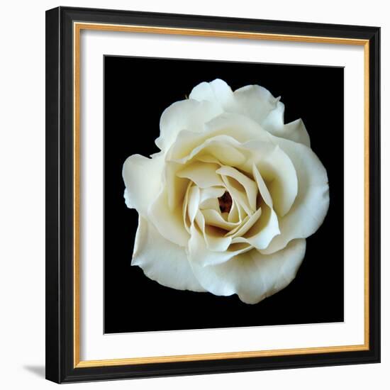 White Rose II-Jim Christensen-Framed Photographic Print