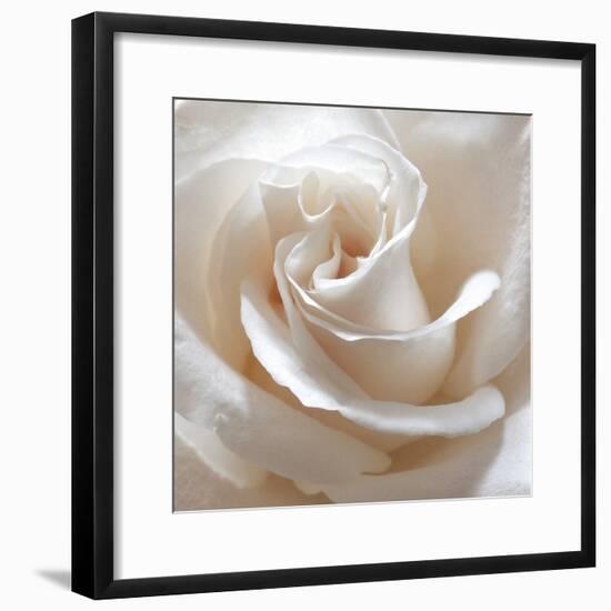 White Rose II-Monika Burkhart-Framed Photographic Print