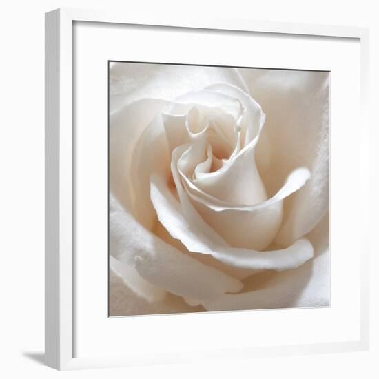 White Rose II-Monika Burkhart-Framed Photographic Print