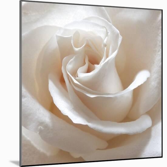 White Rose II-Monika Burkhart-Mounted Photographic Print