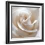 White Rose II-Monika Burkhart-Framed Photographic Print