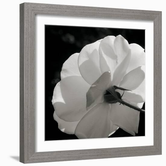 White Rose III-Malcolm Sanders-Framed Giclee Print