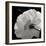 White Rose III-Malcolm Sanders-Framed Giclee Print