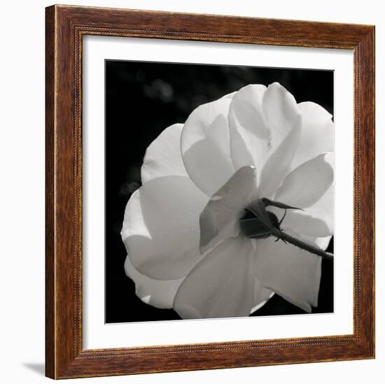 White Rose III-Malcolm Sanders-Framed Giclee Print