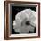 White Rose III-Malcolm Sanders-Framed Giclee Print