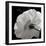 White Rose III-Malcolm Sanders-Framed Giclee Print