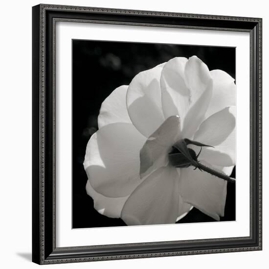 White Rose III-Malcolm Sanders-Framed Giclee Print