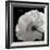 White Rose III-Malcolm Sanders-Framed Giclee Print