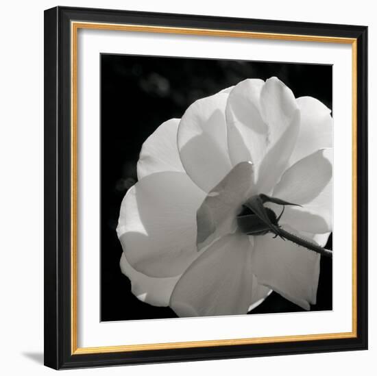 White Rose III-Malcolm Sanders-Framed Giclee Print