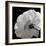 White Rose III-Malcolm Sanders-Framed Giclee Print