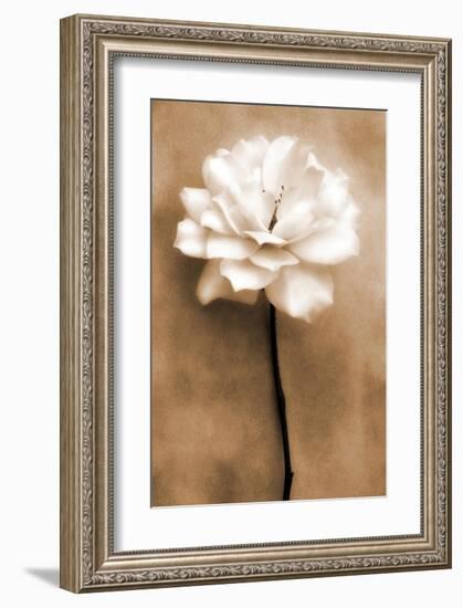 White Rose in Sepia-Christine Zalewski-Framed Art Print