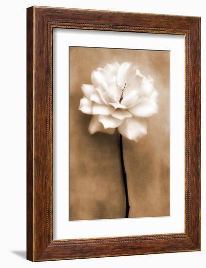 White Rose in Sepia-Christine Zalewski-Framed Art Print