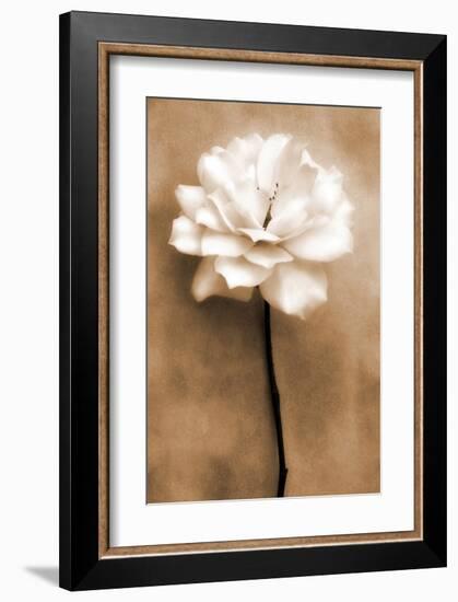 White Rose in Sepia-Christine Zalewski-Framed Art Print