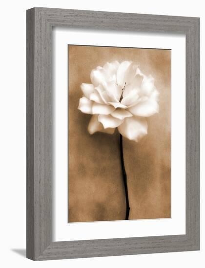 White Rose in Sepia-Christine Zalewski-Framed Art Print