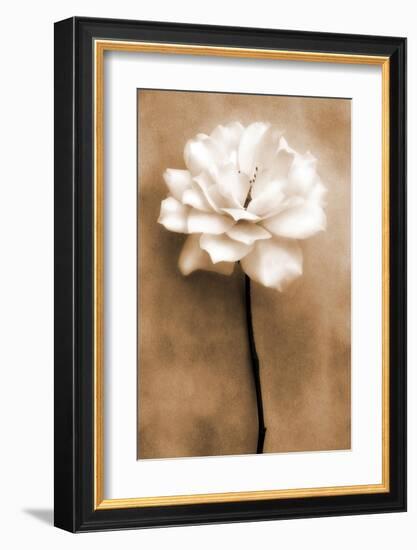 White Rose in Sepia-Christine Zalewski-Framed Art Print