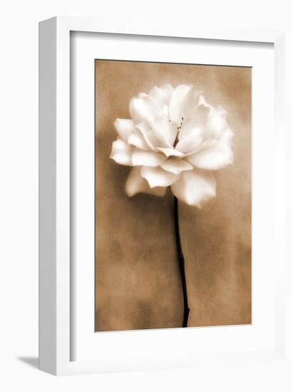 White Rose in Sepia-Christine Zalewski-Framed Art Print