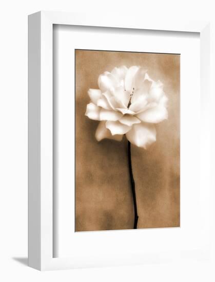 White Rose in Sepia-Christine Zalewski-Framed Art Print