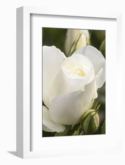 White rose, International Rose Test Garden, Portland, Oregon.-William Sutton-Framed Photographic Print