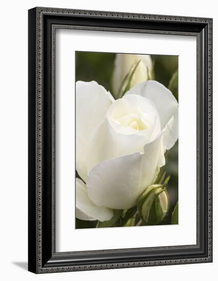 White rose, International Rose Test Garden, Portland, Oregon.-William Sutton-Framed Photographic Print