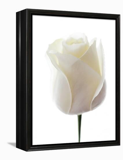 White Rose (Rosa Sp.)-Gavin Kingcome-Framed Premier Image Canvas