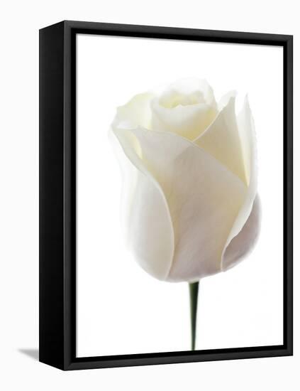 White Rose (Rosa Sp.)-Gavin Kingcome-Framed Premier Image Canvas