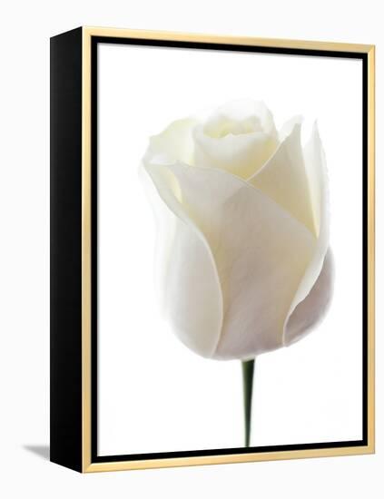 White Rose (Rosa Sp.)-Gavin Kingcome-Framed Premier Image Canvas