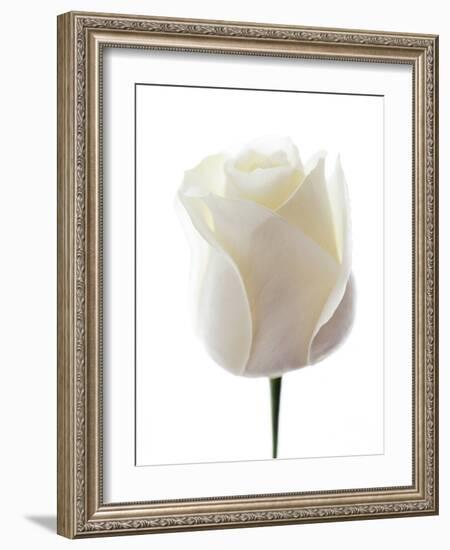 White Rose (Rosa Sp.)-Gavin Kingcome-Framed Photographic Print