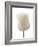 White Rose (Rosa Sp.)-Gavin Kingcome-Framed Photographic Print