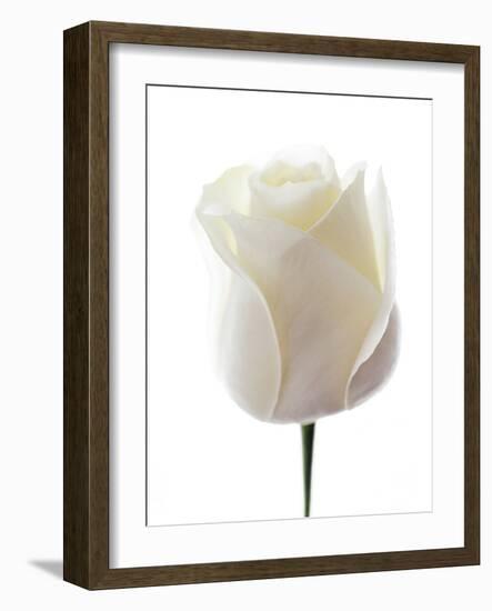 White Rose (Rosa Sp.)-Gavin Kingcome-Framed Photographic Print