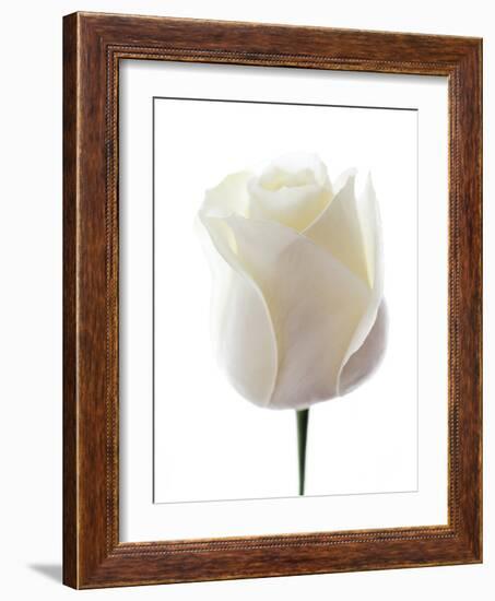 White Rose (Rosa Sp.)-Gavin Kingcome-Framed Photographic Print