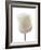 White Rose (Rosa Sp.)-Gavin Kingcome-Framed Photographic Print