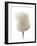 White Rose (Rosa Sp.)-Gavin Kingcome-Framed Photographic Print