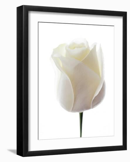 White Rose (Rosa Sp.)-Gavin Kingcome-Framed Photographic Print