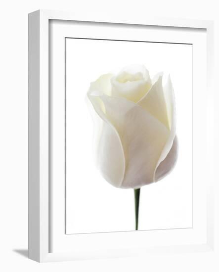 White Rose (Rosa Sp.)-Gavin Kingcome-Framed Photographic Print