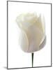 White Rose (Rosa Sp.)-Gavin Kingcome-Mounted Photographic Print