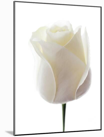 White Rose (Rosa Sp.)-Gavin Kingcome-Mounted Photographic Print