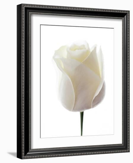 White Rose (Rosa Sp.)-Gavin Kingcome-Framed Photographic Print