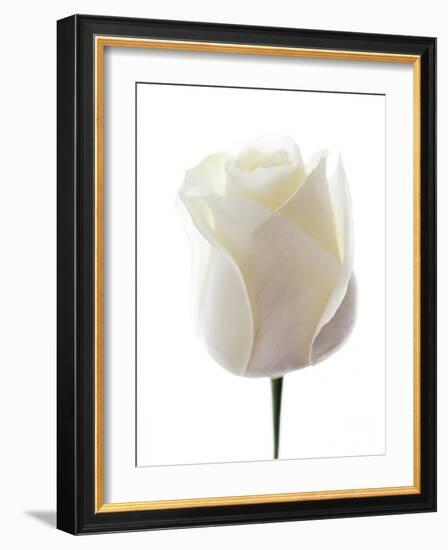 White Rose (Rosa Sp.)-Gavin Kingcome-Framed Photographic Print