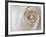 White Rose Swirl-Karen Ussery-Framed Premium Giclee Print