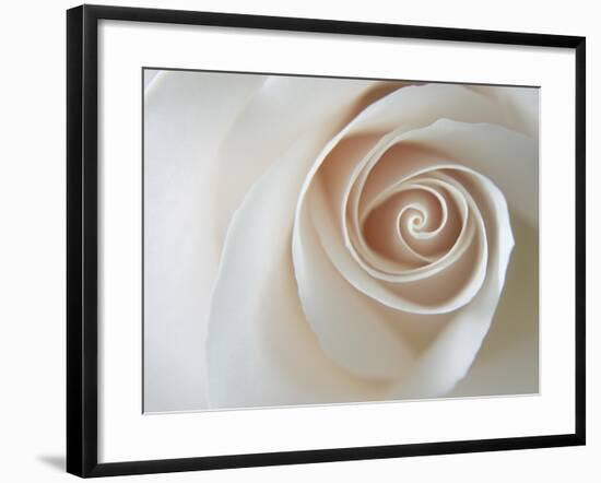 White Rose Swirl-Karen Ussery-Framed Premium Giclee Print