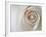 White Rose Swirl-Karen Ussery-Framed Premium Giclee Print
