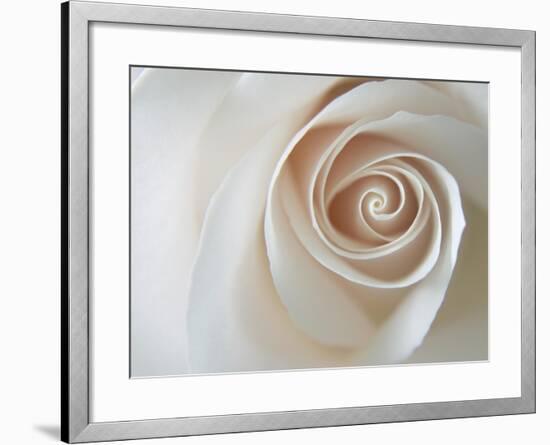 White Rose Swirl-Karen Ussery-Framed Premium Giclee Print