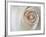 White Rose Swirl-Karen Ussery-Framed Premium Giclee Print
