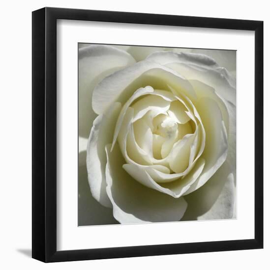 White Rose-Laurent Pinsard-Framed Art Print