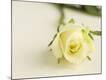 Premium Photographic Print