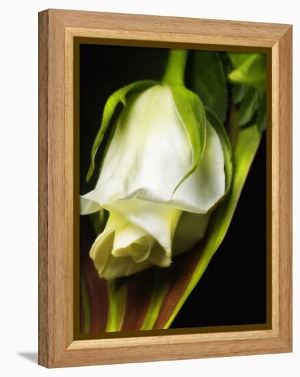 White Rose-null-Framed Premier Image Canvas